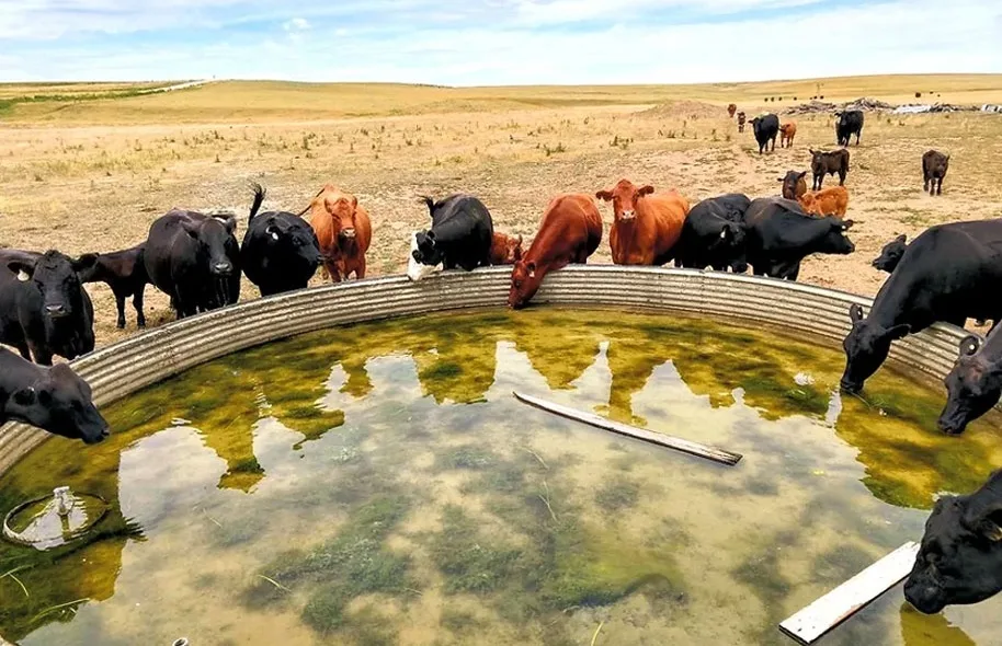Cattle at the water tank