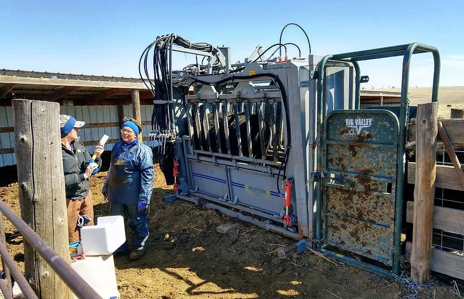 Working cattle at the chute